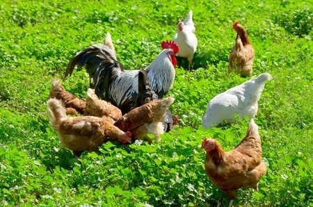 Tierhaltung im Wohngebiet